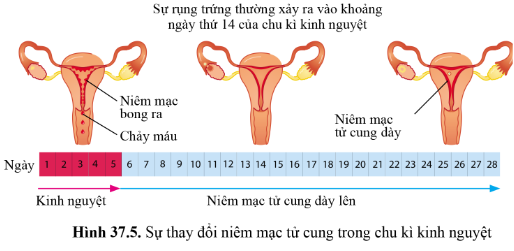 BÀI 37 - SINH SẢN Ở NGƯỜI