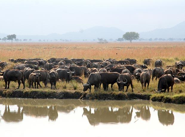 Buffalo herd Big five Tanzania