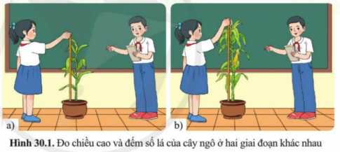 BÀI 30. SINH TRƯỞNG VÀ PHÁT TRIỂN Ở THỰC VẬT MỞ ĐẦUCâu hỏi: Quan sát hình 30.1, nêu mục đích đo chiều cao và đếm số lá cây ngô của các bạn trong hình.Đáp án chuẩn:Mục đích: chứng minh sự sinh trưởng và phát triển của cây ngô.II. MÔ PHÂN SINHCâu 1: Quan sát hình 30.2, chỉ vị trí của mô phân sinh.Đáp án chuẩn:Mô phân sinh đỉnh chồi: nằm ở đỉnh ngọn, đỉnh chổi, đỉnh cành,…Mô phân sinh đỉnh rễ: nằm ở chóp rễ.Mô phân sinh bên: phân bố theo hình trụ và hướng ra ngoài thân, cành,…Câu 2: Nêu vai trò của các mô phân sinh đối với sự sinh trưởng của câyĐáp án chuẩn:Mô phân sinh là nhóm các tế bào chưa phân hoá có khả năng phân chia tế bào mới và làm cho cây sinh trưởng.III. CÁC GIAI ĐOẠN SINH TRƯỞNG VÀ PHÁT TRIỂN Ở THỰC VẬTCâu 3: Quan sát hình 30.3 trình bày các giai đoạn sinh trưởng và phát triển tương ứng từ (1) đến  (7) của cây camĐáp án chuẩn:(1) Hạt cam được gieo vào đất.(2) Hạt nảy mầm.(3) Từ mầm cây phát triển thành cây con.(4) Từ cây con phát triển thành cây con lớn hơn.(5) Cây tăng trưởng mạnh.(6) Cây bắt đầu ra hoa.(7) Cây bắt đầu kết quả từ hoa.IV. ỨNG DỤNG SINH TRƯỞNG VÀ PHÁT TRIỂN Ở THỰC VẬT TRONG THỰC TIỄNCâu 4: Nêu các ứng dụng hiểu biết về sinh trưởng và phát triển ở thực vật để tăng năng suất cây trồngĐáp án chuẩn:Đưa ra các biện pháp kỹ thuật chăm sóc phù hợp, xác định được thời điểm thu hoạch; điều khiến yếu tố môi trường; trồng cây đúng mùa vụ, luân canh;..Câu hỏi 1: Nêu một số ví dụ về điều khiển yếu tố môi trường để kích thích sự sinh trưởng và phát triển ở thực vật.Đáp án chuẩn:Cung cấp nhiều nước, phân đạm cho cây lúa vào giai đoạn lúa chín đẻ nhánh và giảm nước, không bón phân vào giai đoạn lúa chín.Vận dụng 1Câu hỏi: Vì sao thường phải trồng cây đúng mùa vụ?Đáp án chuẩn:Vì giúp cây trồng có điều kiện thuận lợi nhất để sinh trưởng, phát triển và từ đó cho năng suất tối đa so với tiềm năng của nó.Vận dụng 2