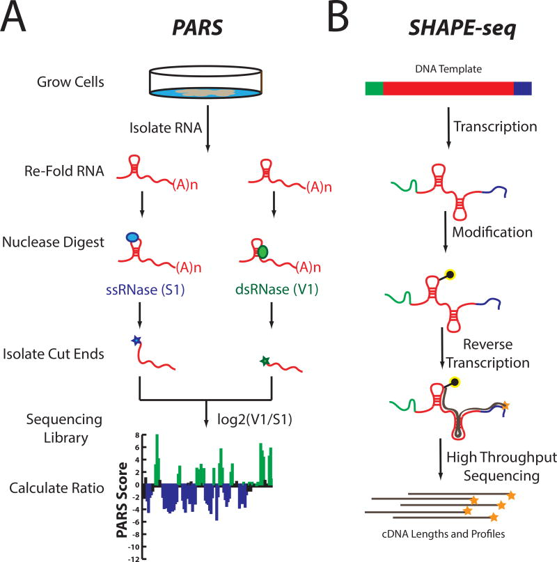 RNA Structure Analysis: Techniques and Biological Insights
