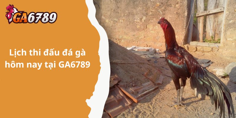 Bật mí về Ga6789 – Nơi đá gà online uy tín số 1
