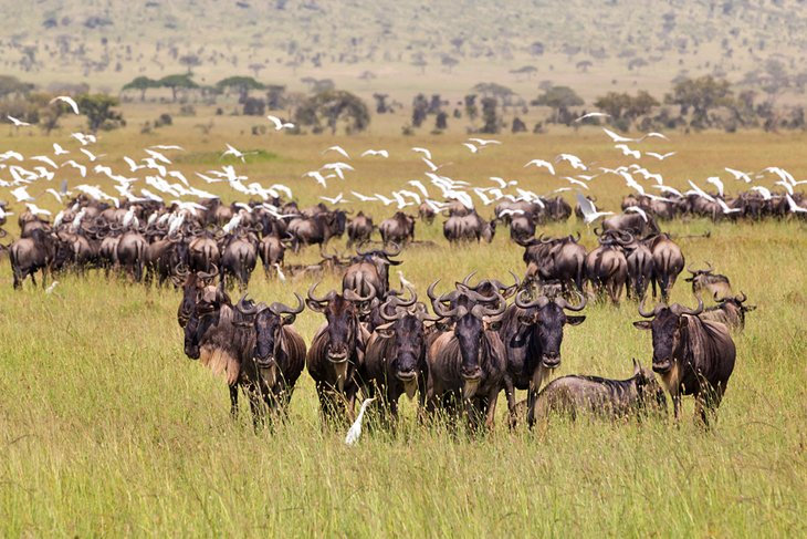 Serengeti National Park - Tanzania