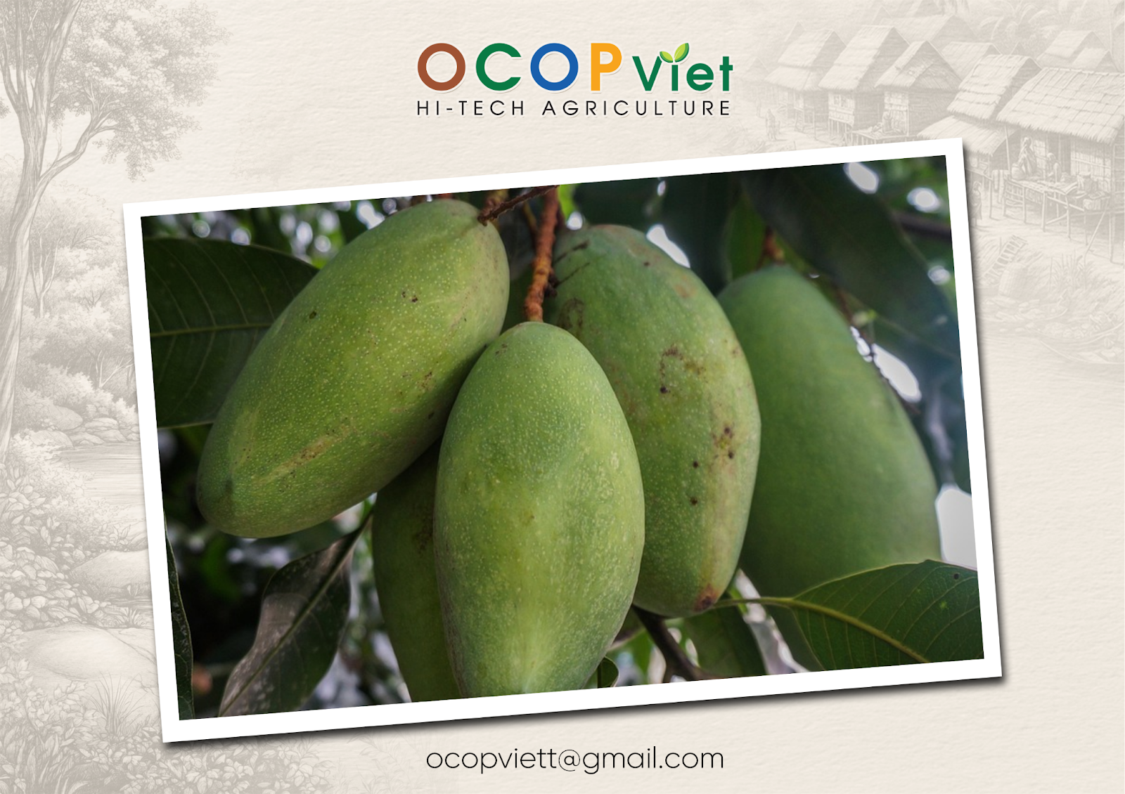 ăn xoài có tốt không