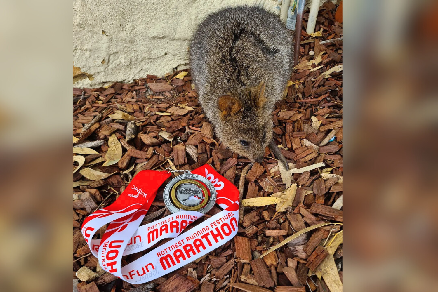 Photo of the 2022 Rottnest Marathon medal