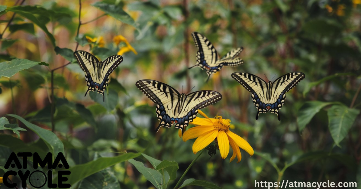 Cultural Interpretations of Black and Yellow Butterflies