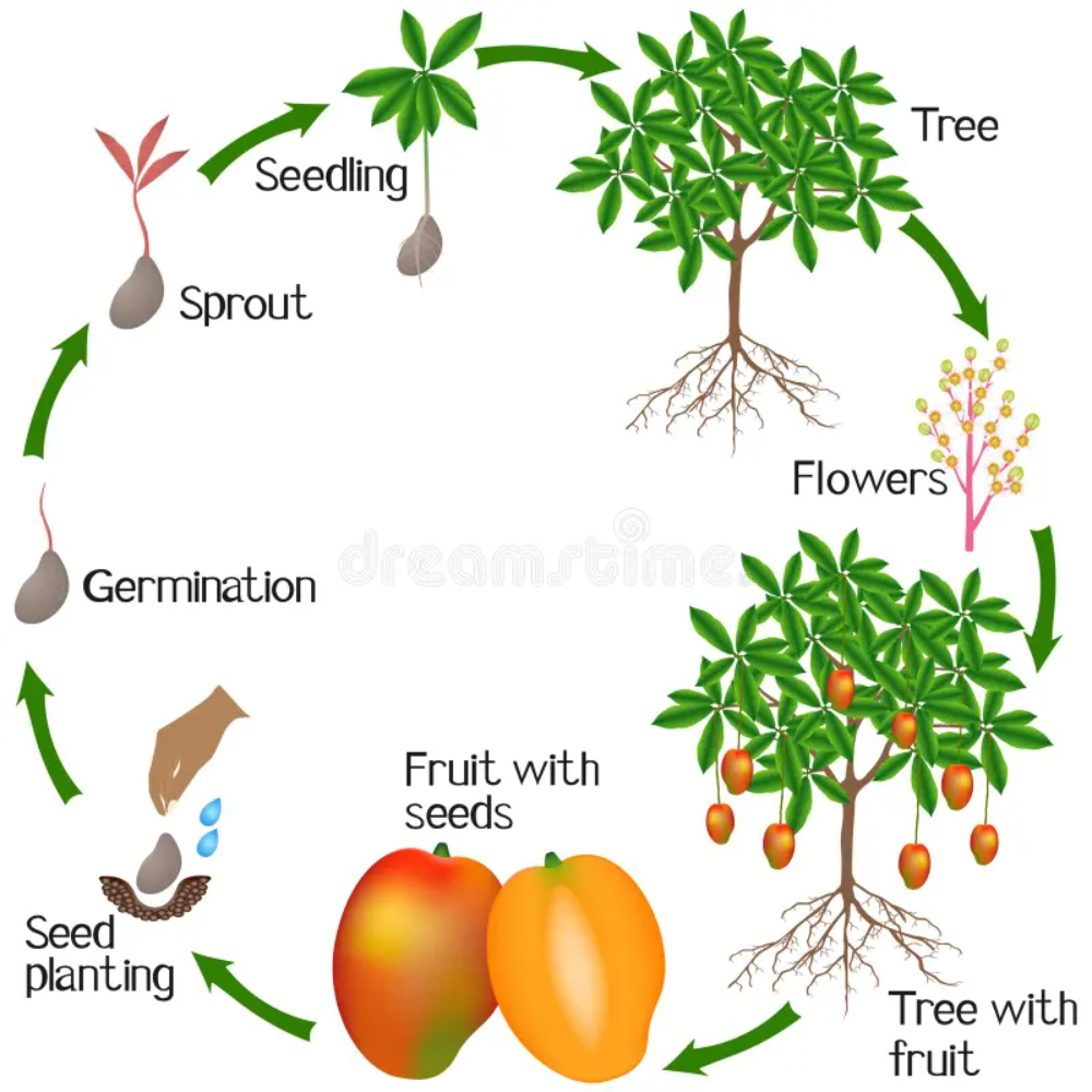 Mango Plant Growth Cycle