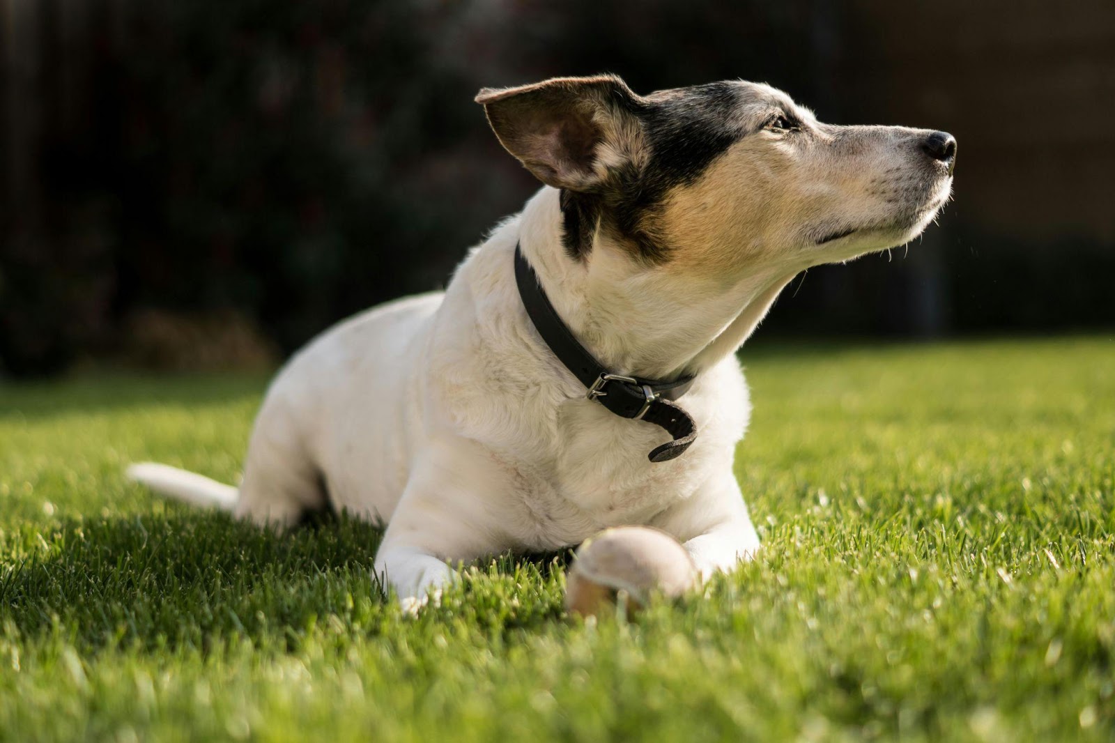 Jack Russell Terriers