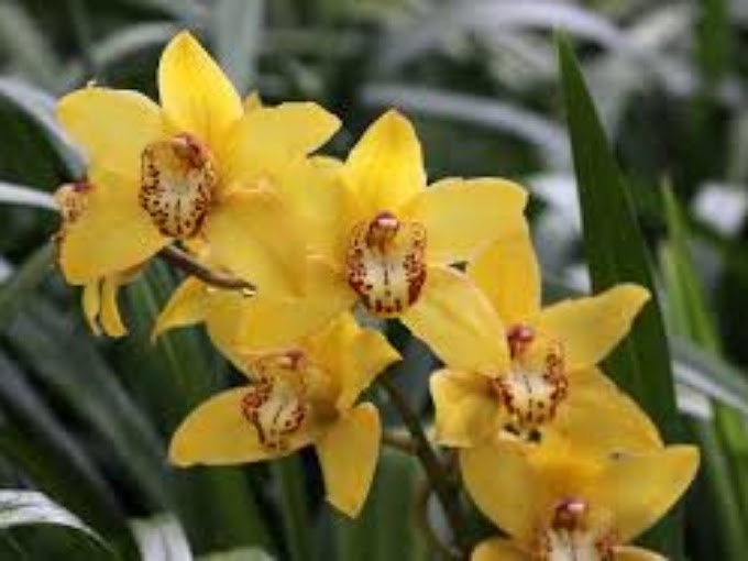 Cymbidium Orchid: A Comprehensive Guide to Planting, Caring, and Preventing Diseases