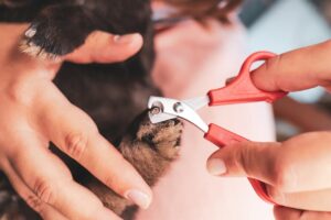 Trimming the nails