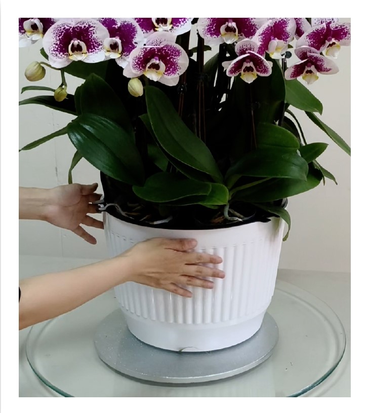 Modular orchid display system- instruction-step 3