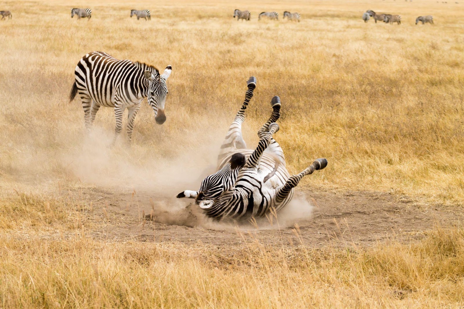 Plan a Safari in Tanzania