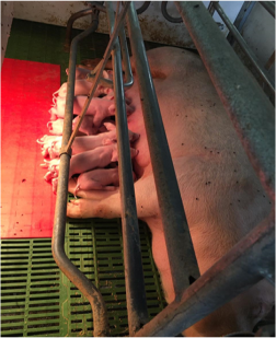 C:\Users\dr hmar.LPM\Desktop\Infrastructure LFP\Piggery photos\Selected\Picture12.png