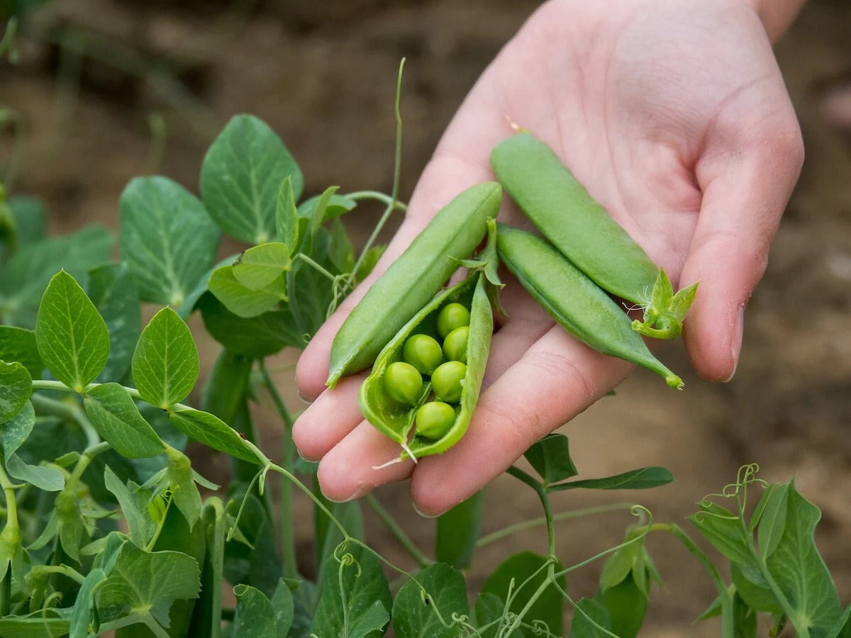 Benefits of Growing Peas at Home