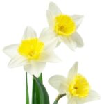 Narcissus