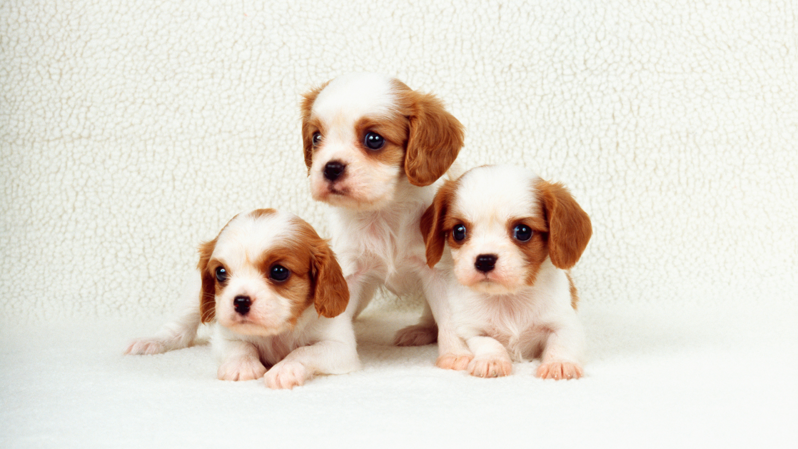 White and Brown Puppies