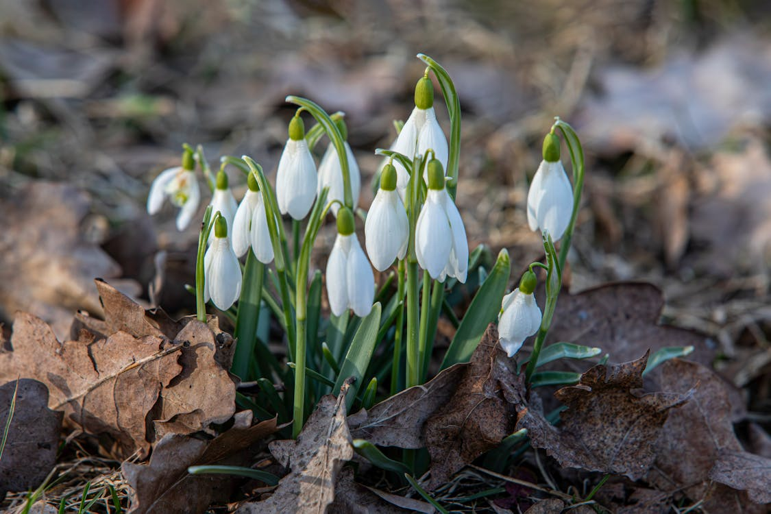 What Damage Do Gardens Usually Experience In Winter? 1