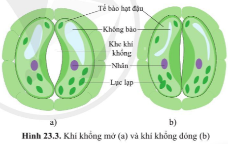 BÀI 23. TRAO ĐỔI KHÍ Ở SINH VẬT MỞ ĐẦUCâu hỏi: Tế bào trong cơ thể cần khí oxygen và thải khí carbon dioxide trong quá trình hô hấp. Cơ thể đảm bảo quá trình đó bằng cách nào và do cơ quan nào thực hiện?Đáp án chuẩn:Cơ thể chúng ta lấy O2 nhờ hít vào và thải CO2 nhờ thở ra với hệ hô hấp.I. KHÁI NIỆM TRAO ĐỔI KHÍ Ở SINH VẬTCâu 1: Quan sát hình 23.1, mô tả sự trao đổi khí ở sinh vậtĐáp án chuẩn:O2 khuếch tán từ môi trường qua bề mặt trao đổi khí vào cơ thể → các tế bào thực hiện hô hấp → tạo ra CO2, nồng độ CO2 trong tế bào cao khiến CO2 khuếch tán từ tế bào ra. CO2 được vận chuyển đến bề mặt trao đổi khí rồi được khuếch tán ra ngoài môi trường.Câu hỏi 1: Sự trao đổi khí và hô hấp tế bào ở cơ thể sinh vật có liên quan như thế nào?Đáp án chuẩn:Hô hấp tế bào phân giải các chất hữu cơ để giải phóng năng lượng cung cấp cho hoạt động trao đổi khí. Trao đổi khí cung cấp O2 – nguyên liệu cho hô hấp tế bào đồng thời đào thải CO2 ra ngoài.II. TRAO ĐỔI KHÍ Ở THỰC VẬT1. Cấu tạo và chức năng của khí khổngCâu 2: Quan sát hình 23.2, cho biết chất nào đi vào và chất nào đi ra qua khí khổng trong quang hợp?Đáp án chuẩn:- Chất đi vào: CO2.- Chất đi ra: O2 và nướcCâu 3: Cho biết khí khổng có ở mặt trên hay mặt dưới của lá cây.Đáp án chuẩn:Có ở hai mặt nhưng tập trung chủ yếu ở mặt dưới của lá cây.Câu 4: Quan sát hình 23.3, mô tả cấu tạo của khí khổng. Chức năng khí khổng là gì?Đáp án chuẩn:- 2 tế bào hình hạt đậu, xếp úp vào nhau, có thành trong dày và thành ngoài mỏng., chứa nhiều lục lạp, không bào và nhân.- Khí khổng thực hiện quá trình trao đổi khí và thoát hơi nước cho cây.Thí nghiệm: Quan sát khí khổng.Mô tả và vẽ hình dạng của khí khổng quan sát được.Đáp án chuẩn:Cấu tạo: hai tế bào hình hạt đậu, xếp úp vào nhau.Hình dạng:Tìm hiểu thêm: Tìm hiểu vì sao ở những loài cây có lá nổi trên mặt nước (ví dụ cây súng) thì khí khổng chỉ có ở mặt trên của lá cây.Đáp án chuẩn:Vì trong quá trình trao đổi khí có sự thoát hơi nước, khí khổng ở trên sẽ giúp thoát hơi nước diễn ra dễ hơn và các khí có thể trao đổi dễ dàng ra vào khí khổng hơn.2. Quá trình trao đổi khí qua khí khống ở lá câyCâu 5: Mô tả sự trao đổi khí diễn ra ở lá cây. Nêu ảnh hưởng của môi trường tới trao đổi khí trong quang hợp ở lá cây.Đáp án chuẩn:- Khi cây quang hợp: CO2 khuếch tán từ ngoài vào lá, O2 khuếch tán từ trong lá ra ngoài. Trong hô hấp: O2 đi vào, CO2 đi ra.- Ánh sáng, nhiệt độ, hàm lượng nước, nồng độ O2/CO2,… Câu hỏi 2: Quan sát hình 23.4, cho biết quá trình trao đổi khí trong quang hợp và hô hấp của thực vật như thế nào theo gợi ý ở bảng 23.1Đáp án chuẩn:Quá trình trao đổi khíKhí được trao đổiThời gian diễn raOxygenCarbon dioxideBan đêmBan ngàyLấy vàoThải raLấy vàoThải raQuang hợp xx  xHô hấpx  xx  III. TRAO ĐỔI KHÍ Ở ĐỘNG VẬTCâu 6: Cho biết cơ quan nào thực hiện quá trình trao đổi khí ở động vật?Đáp án chuẩn:Ống khí, mang, da, phổi...Câu 7: Quan sát hình 23.5, quá trình trao đổi khí ở cá, châu chấu, ếch và chim là gì?Đáp án chuẩn:Cá: mangChâu chấu: ống khíẾch: daChim: túi khíCâu hỏi 3: Vì sao khi bắt giun đất để trên bề mặt: đất khô ráo thì giun đất nhanh bị chết?Đáp án chuẩn:Vì giun đất hô hấp qua bề mặt da. Trong điều kiện khô ráo, da giun bị khô, O2 và CO2 không khuếch tán qua da, giun không thể hô hấp nên bị chết.2. Quá trình trao đổi khí ở động vậtCâu 8: Sự trao đổi khí giữa cơ thể người với môi trường được thực hiện như thế nào?Đáp án chuẩn:Trao đổi khí thông qua hệ hô hấp và sự phối hợp của hệ tuần hoàn.Câu 9: Quan sát hình 23.6, mô tả con đường đi của khí qua các cơ quan của hệ hô hấp ở người?Đáp án chuẩn:Khi hít vào, O2 được đưa vào phổi đến tận phế nang → trao đổi khí giữa phế nang và mạch máu. O2 đi vào máu và được vận chuyển đến các tế bào. CO2 từ máu về phế nang và thải ra ngoài môi trường.Câu hỏi 4: Phân biệt trao đổi khí ở động vật và thực vật theo nội dung gợi ý như bảng 23.2Đáp án chuẩn:Tiêu chíThực vậtĐộng vậtCơ quan trao đổi khí Khí khổng Ống khí, mang, da, phổi,…Đường đi của khíCO2 khuếch tán từ ngoài vào lá, O2 khuếch tán từ trong lá ra môi trường.Khi hít vào, O2 được đưa vào phổi đến tận phế nang → trao đổi khí. O2 đi vào máu đến các tế bào. CO2 từ máu về phế nang và thải ra ngoài môi trường.Cơ chế trao đổi khíKhuyếch tán.Nhờ các cơ quan thực hiện quá trình hô hấp.Chất khí trao đổi giữa cơ thể với môi trườngO2 và CO2O2, CO2 và các khí khác.Vận dung 1Câu hỏi: Vì sao mở nắp mang cá có thể biết cá còn tươi hay không?Đáp án chuẩn:Vì mang là bộ phận hô hấp ở cá. Nếu cá còn tươi → hô hấp vẫn diễn ra, mang có màu đỏ hồng. Vận dụng 2Câu hỏi: Vì sao sơn kín da ếch thì ếch sẽ chết sau một thời gian?Đáp án chuẩn:Khi sơn kín da ếch → da ếch bị khô không thể trao đổi khí → Ếch bị thiếu O2 và tích tụ CO2 → chết dần.Vận dụng 3