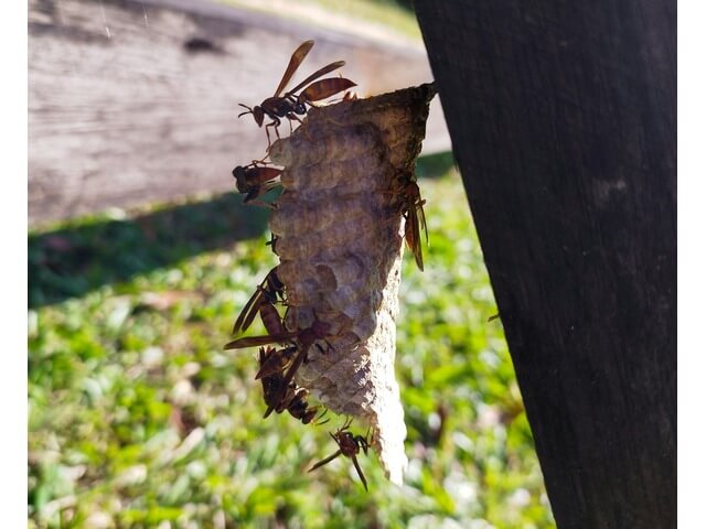 Parasitic wasps may look deadly, but they feast on harmful bugs like flies and grasshoppers. 
