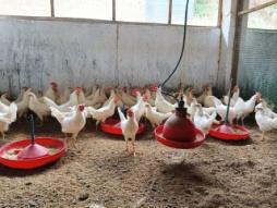 C:\Users\dr hmar.LPM\Desktop\Infrastructure LFP\Poultry photos\WhatsApp Image 2025-04-29 at 11.43.10 AM.jpeg