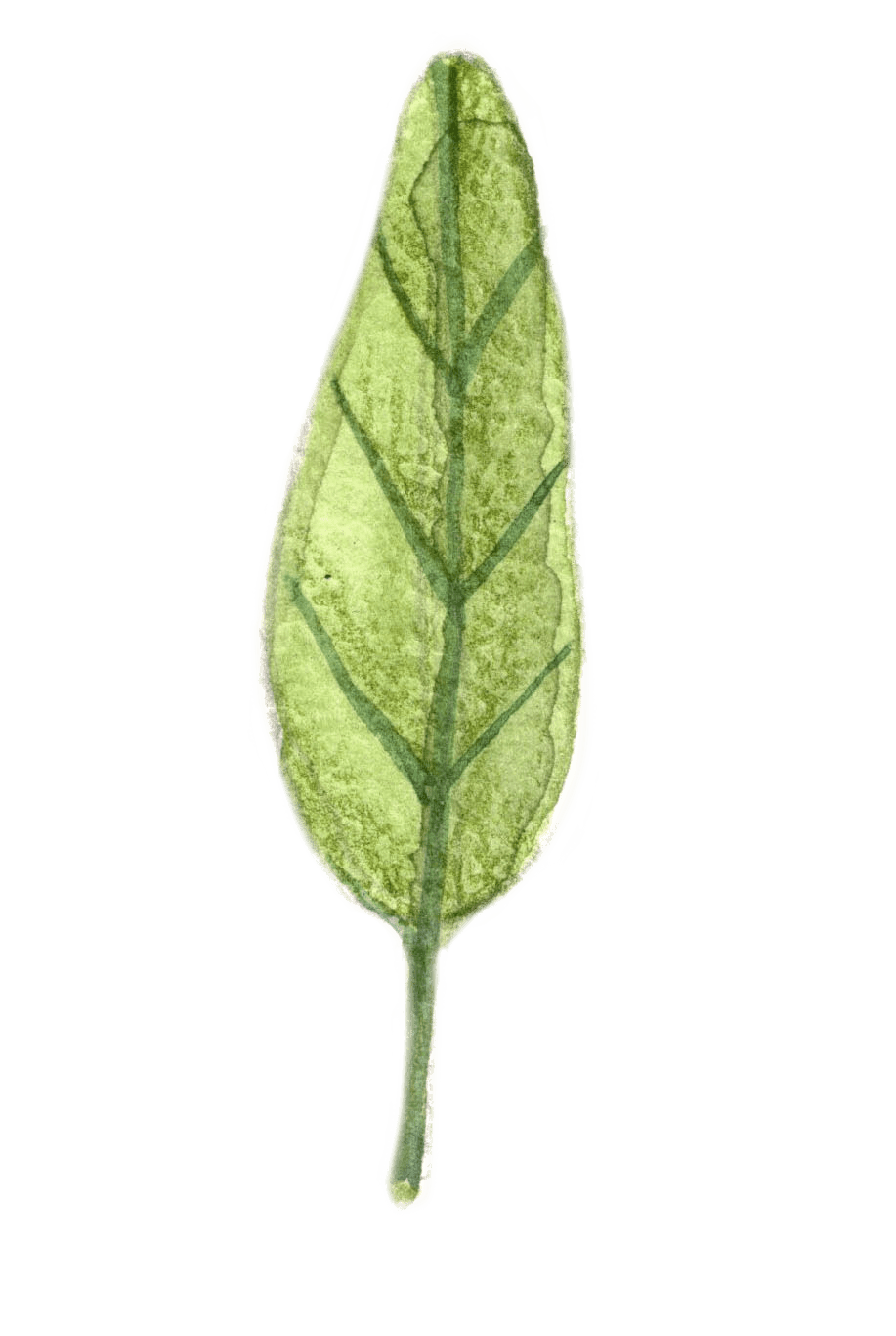 feuille1 (1).png