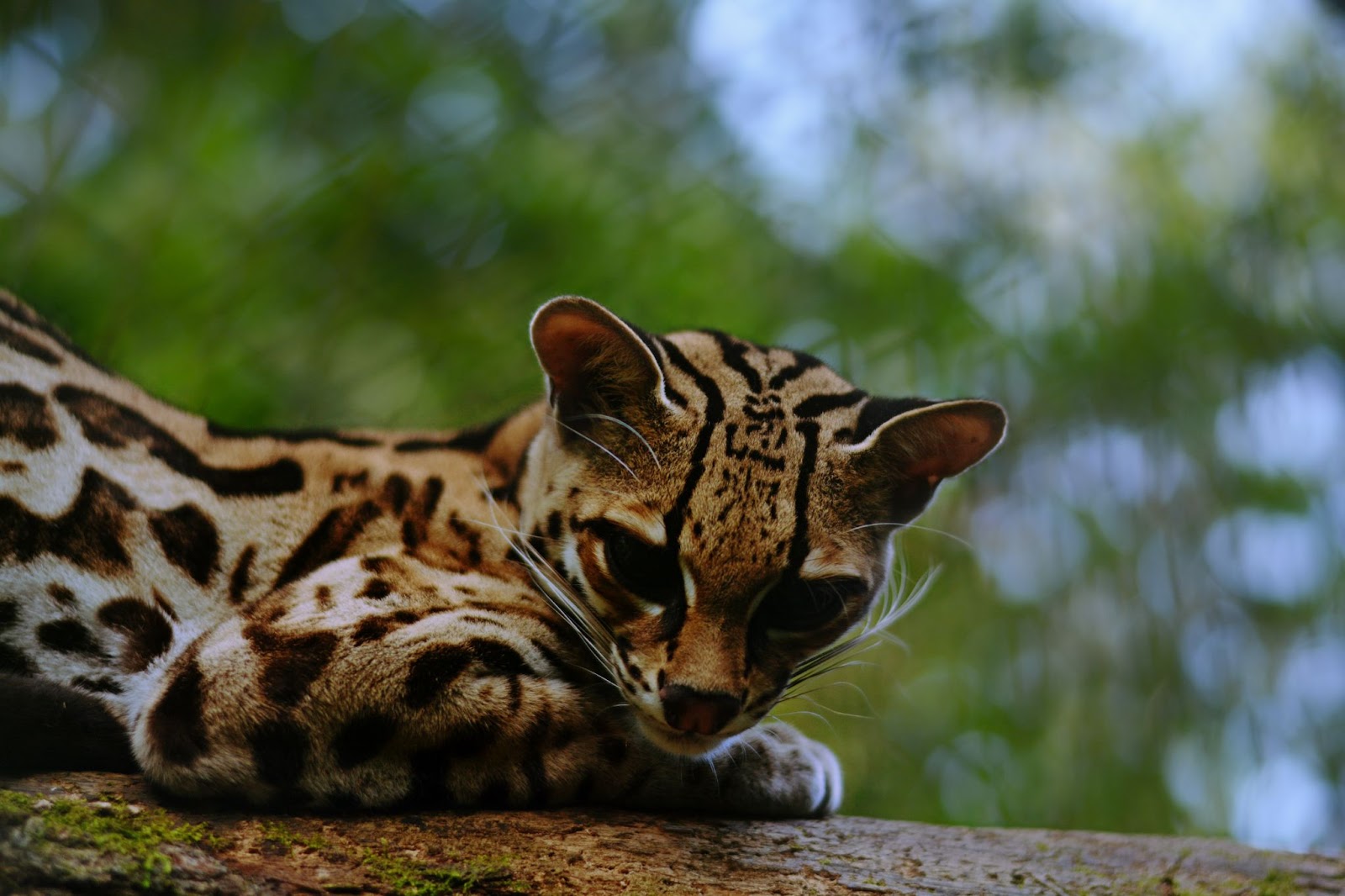 Wildlife sanctuary in La Fortuna 