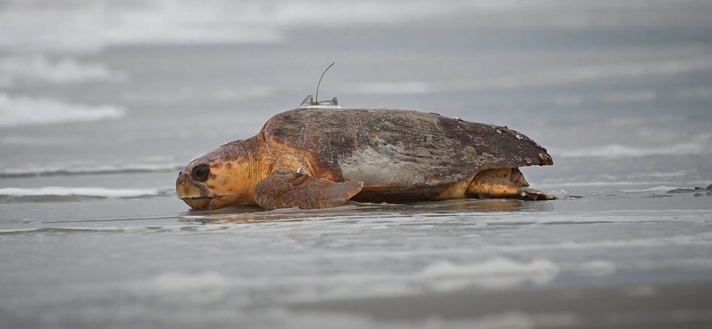 A turtle on the beach

Description automatically generated