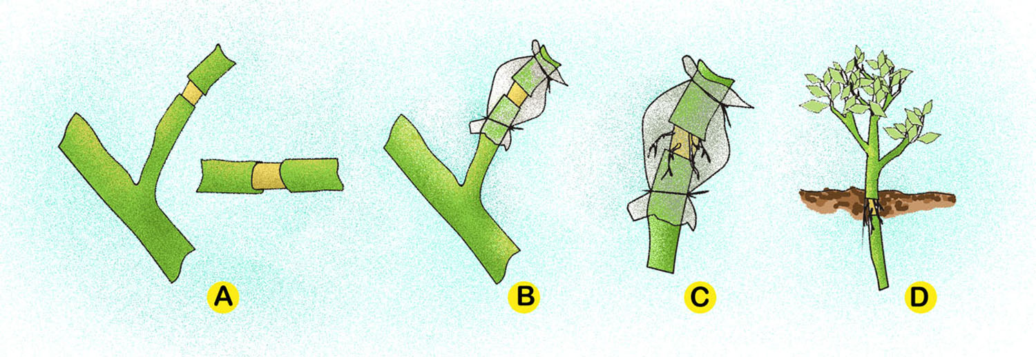 Step-by-Step Air Layering Process