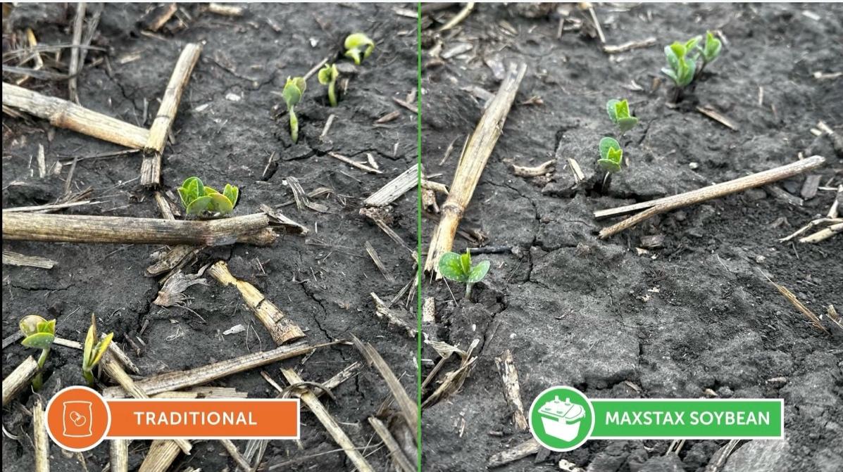 A comparison of a plant sprouting from the ground

AI-generated content may be incorrect.