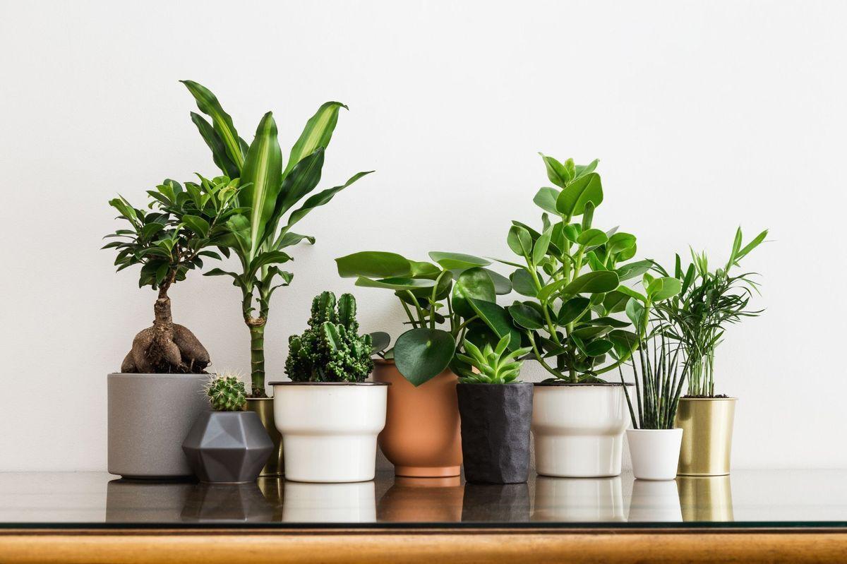 𝐕𝐚𝐬𝐭𝐮 𝐏𝐥𝐚𝐧𝐭𝐬 𝐟𝐨𝐫 𝐇𝐨𝐦𝐞 - 20 Plants That Are Best for Home  As Per Vastu