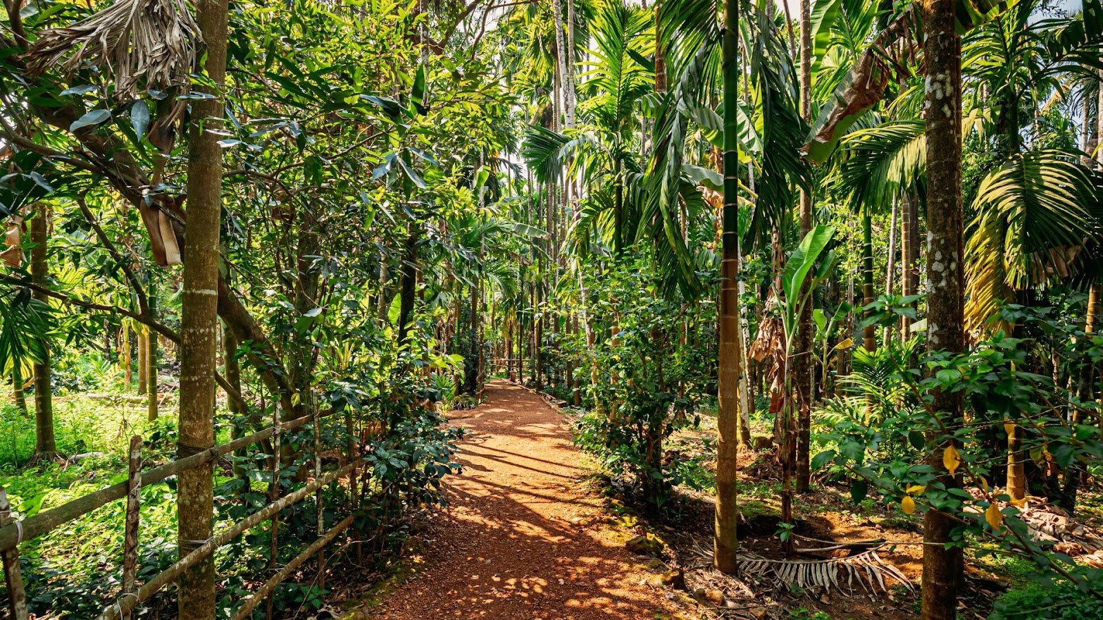 India’s Forests: Ancient Wisdom, Modern Relevance