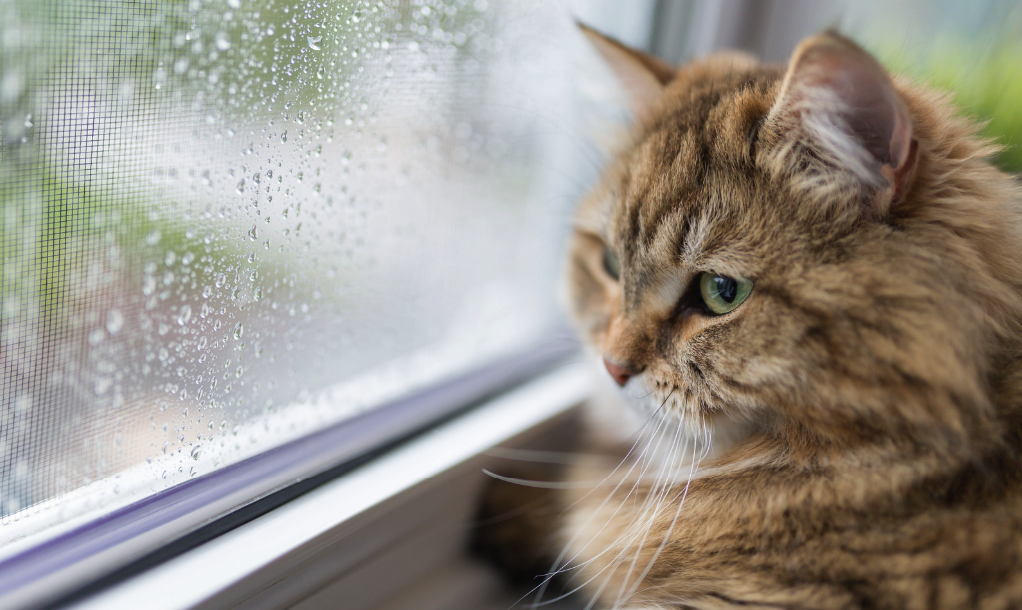 Bald spots in cats due to stress