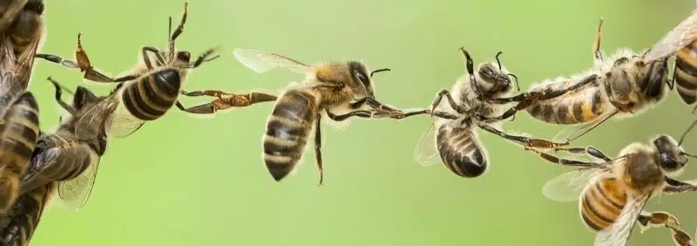 L'énigme de la ronde des abeilles (festooning) - APICULTEUR DÉBUTANT