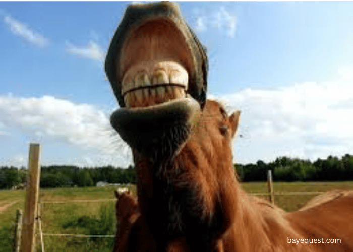 Flehmen Response in Horses