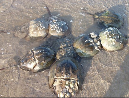 Horseshoe Crab