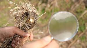 A lens is focused on sunlight to be used to strike fire on on some grass as a technique on  how to start a fire without matches or lighters