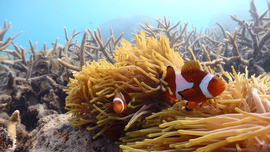 Plage de corail Perhentian, idéale pour un voyage en Malaisie en mars