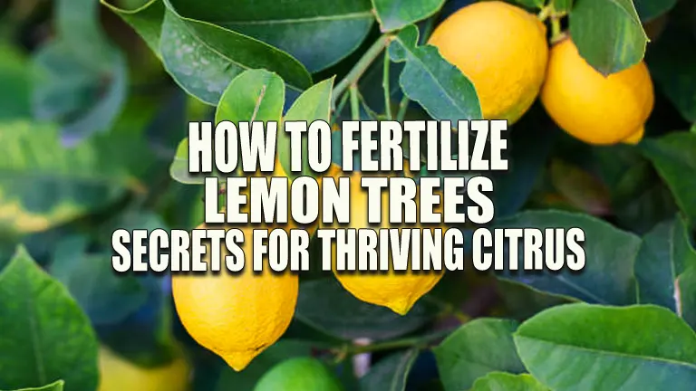 How To Apply Lemon Fertilizer for Thriving Results