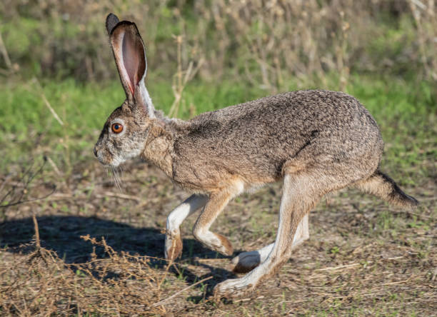 Jackrabbits