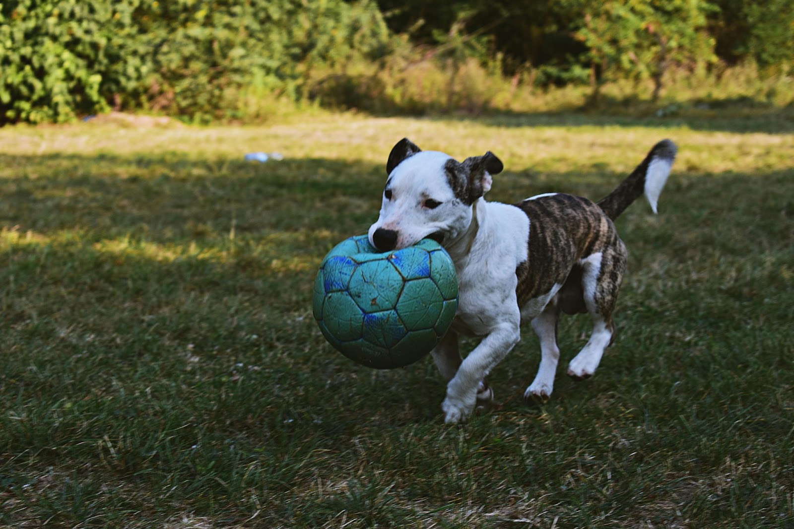 Brindle and White Pit Bull Terrier Puppy Playing with Green Ball