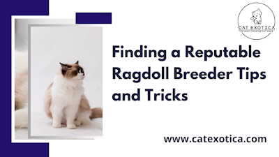 Buy Ragdoll Cat in Bangalore