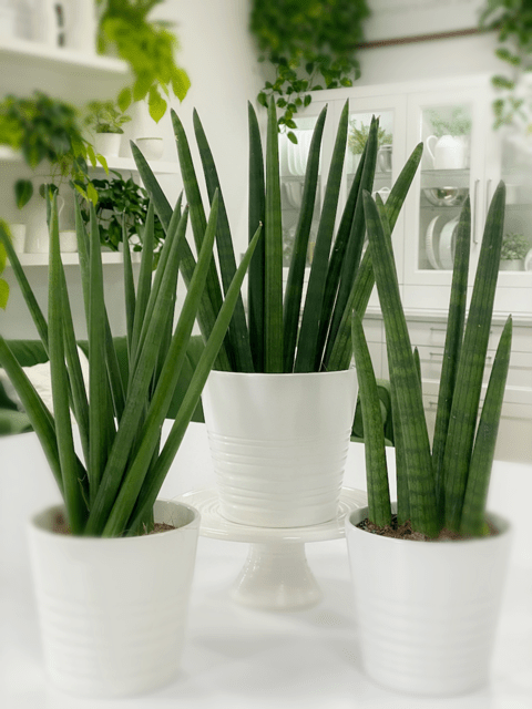 Sansevieria Cylindrica (African Spear Plant)