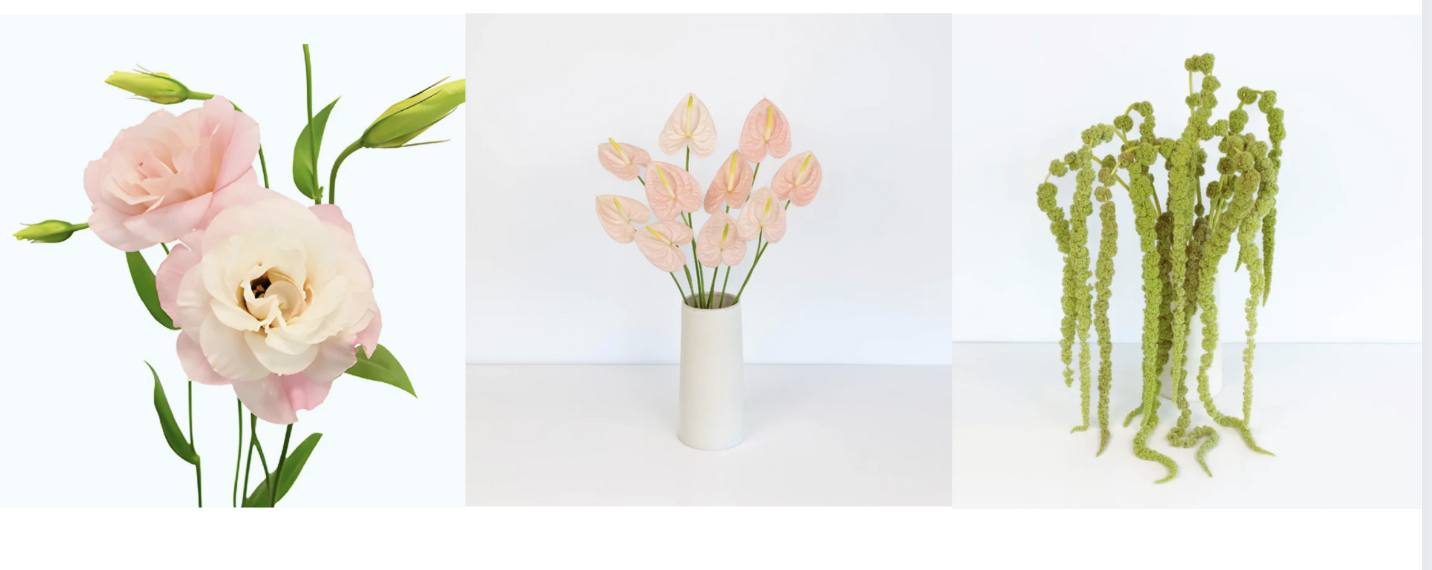 blush lisianthus