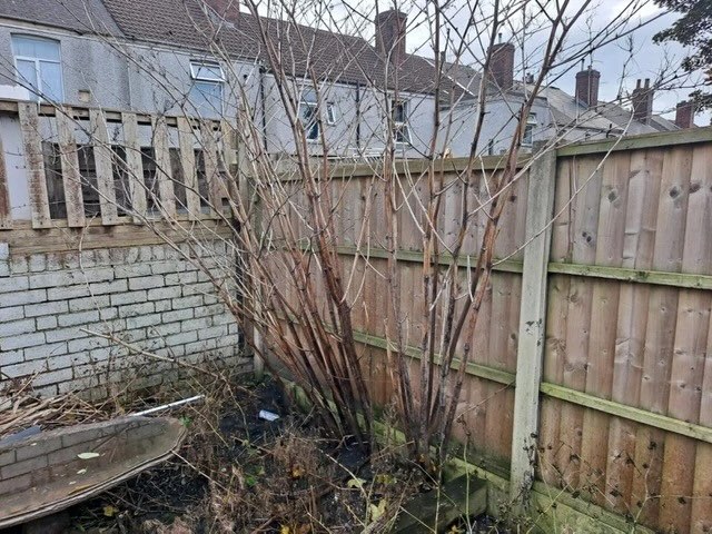 Japanese Knotweed in Winter