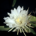 flowers names in hindi