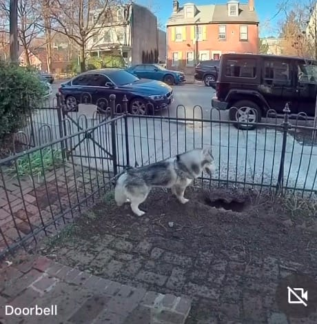 Screenchot d'une Doorbel montrant un chien