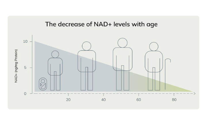 NAD+ decline with age
