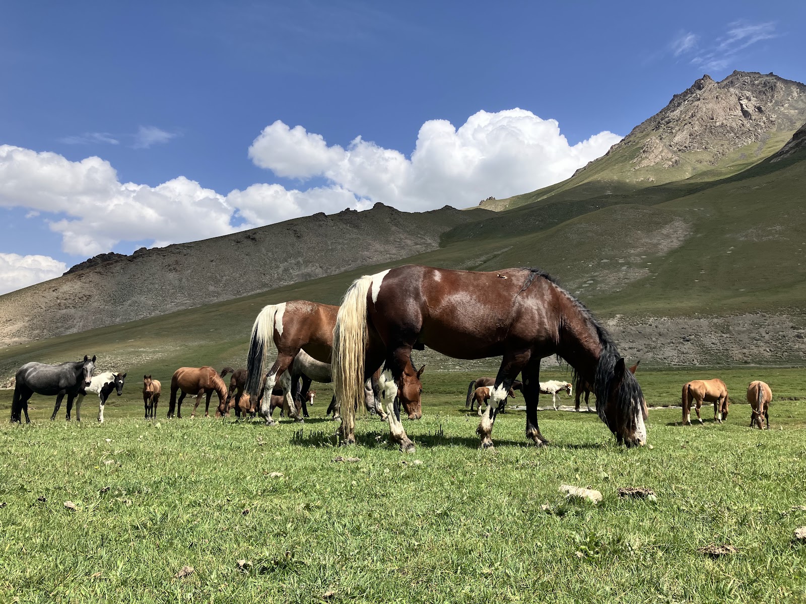 Tash Rabat | Wild Horses in Kyrgyzstan