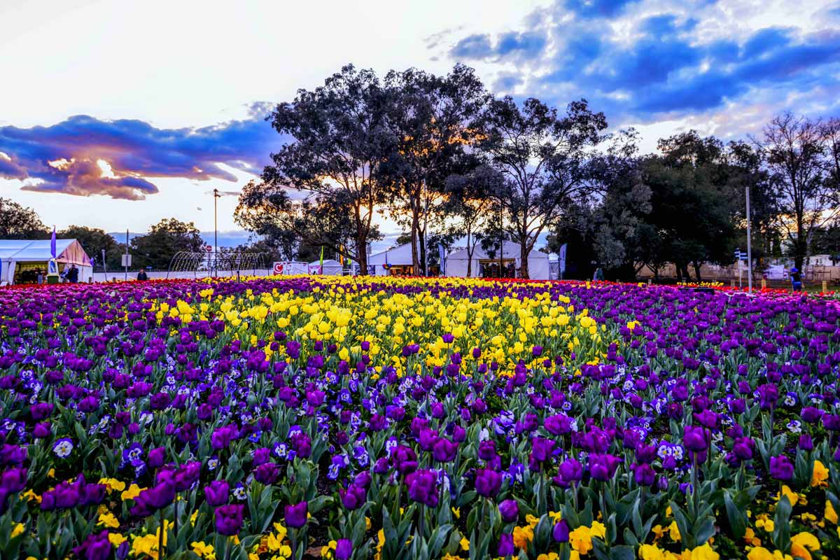 ruc-ro-sac-mau-tai-le-hoi-hoa-floriade