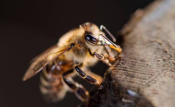 Smart Hives: Integration of Smart Features and Automation
