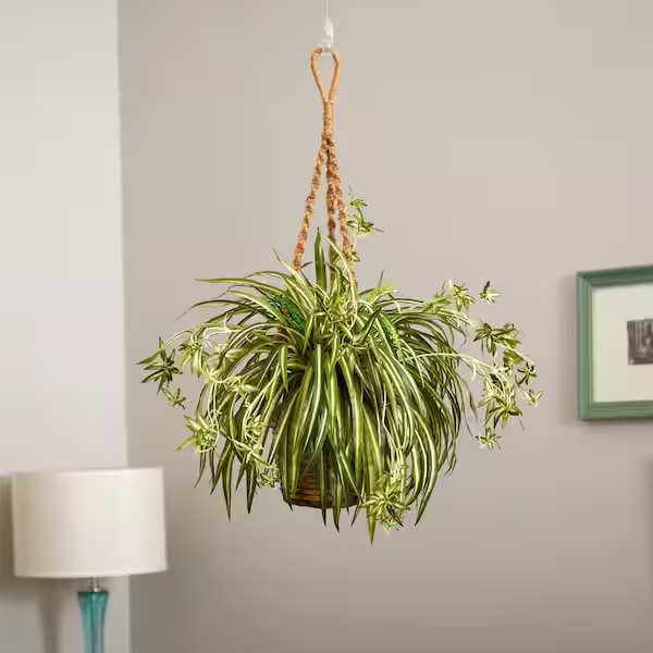 Spider Plant